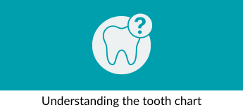 welcome clinical - understanding the tooth chart.png