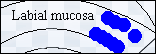 mceclip5.png